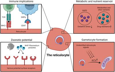 Erythrocyte tropism of malarial parasites: The reticulocyte appeal